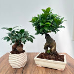 Bonsai Ginseng Amir e Carina